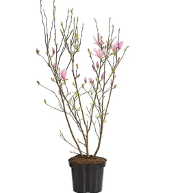 Dehner Stern-Magnolie 'George Henry Kern' Rosa Sale