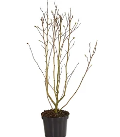 Dehner Rosa Stern-Magnolie 'Leonard Messel' Zartrosa Online