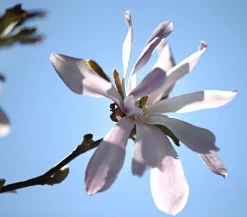 Dehner Rosa Stern-Magnolie 'Leonard Messel' Zartrosa Online