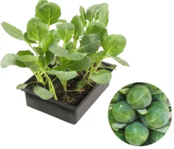 Dehner Gartengemüse|Kohl- & Salatpflanzen > Rosenkohl, 12er Schale