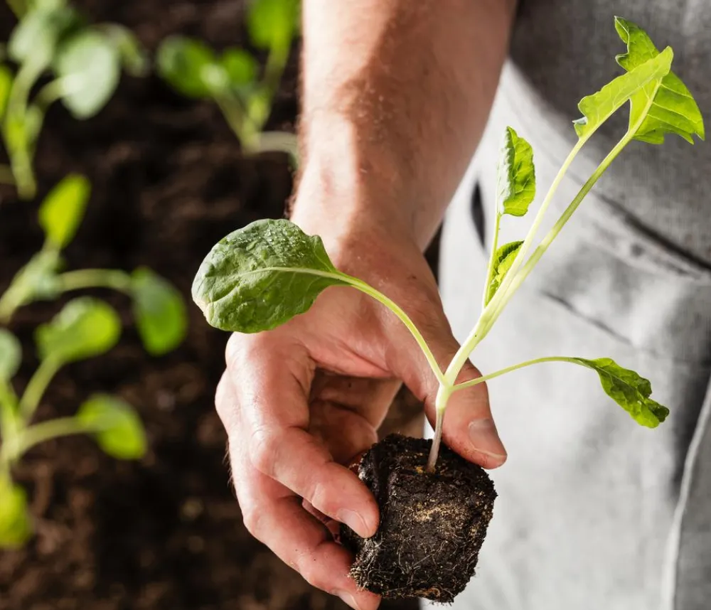 Dehner Gartengemüse|Kohl- & Salatpflanzen > Rosenkohl, 12er Schale