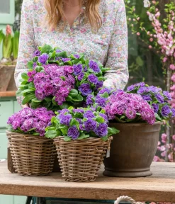 Dehner Grabschmuck & Grabgestaltung > Rosenprimel 'Belarina', verschiedene Farben