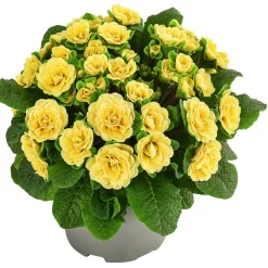 Dehner Grabschmuck & Grabgestaltung > Rosenprimel 'Belarina', verschiedene Farben
