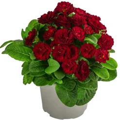 Dehner Grabschmuck & Grabgestaltung > Rosenprimel 'Belarina', verschiedene Farben