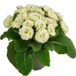 Dehner Grabschmuck & Grabgestaltung > Rosenprimel 'Belarina', verschiedene Farben