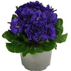Dehner Grabschmuck & Grabgestaltung > Rosenprimel 'Belarina', verschiedene Farben
