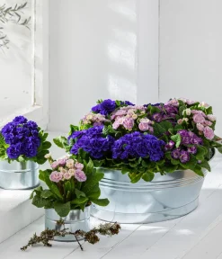 Dehner Grabschmuck & Grabgestaltung > Rosenprimel 'Belarina', verschiedene Farben