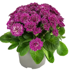 Dehner Grabschmuck & Grabgestaltung > Rosenprimel 'Belarina', verschiedene Farben