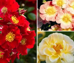 Dehner Sträucher- & Rosen-Sets|Rosen - Rosen-Set Insektenfreundlich, 3-teilig
