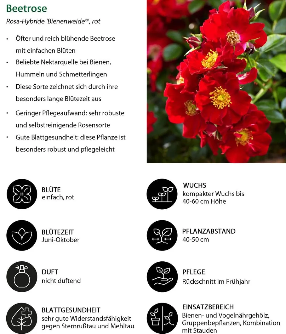 Dehner Sträucher- & Rosen-Sets|Rosen - Rosen-Set Insektenfreundlich, 3-teilig