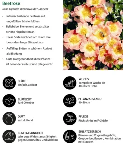 Dehner Sträucher- & Rosen-Sets|Rosen - Rosen-Set Insektenfreundlich, 3-teilig
