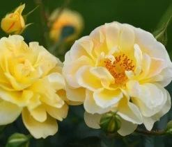 Dehner Sträucher- & Rosen-Sets|Rosen - Rosen-Set Insektenfreundlich, 3-teilig