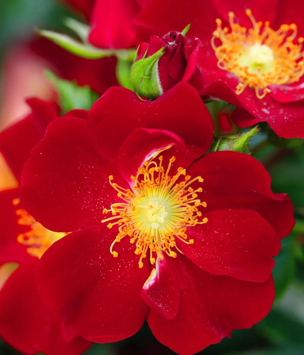 Dehner Sträucher- & Rosen-Sets|Rosen - Rosen-Set Insektenfreundlich, 3-teilig