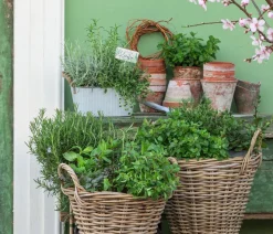 Dehner Garten- & Heilkräuter|Küchenkräuter - Rosmarin Grün