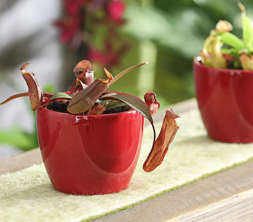 Dehner Rotblättrige Kannenpflanze - Nepenthes Discount