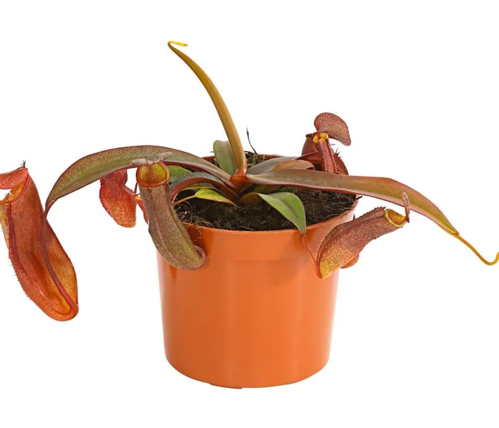 Dehner Rotblättrige Kannenpflanze - Nepenthes Discount