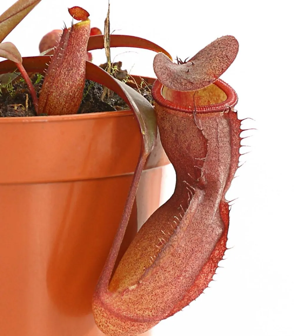 Dehner Rotblättrige Kannenpflanze - Nepenthes Discount