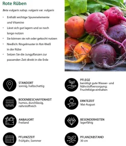 Dehner Gartengemüse > e Bete, e Rübe, bunt, 12er Schale