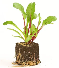 Dehner Gartengemüse > e Bete, e Rübe, bunt, 12er Schale