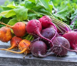 Dehner Gartengemüse > e Bete, e Rübe, bunt, 12er Schale