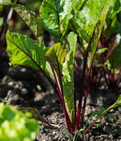 Dehner Gartengemüse > e Bete, e Rübe, bunt, 12er Schale