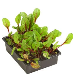 Dehner Gartengemüse > e Bete, e Rüben, 12er Schale