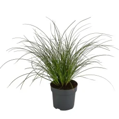 Dehner Gräser > Rote Garten-Segge 'Prairie Fire'