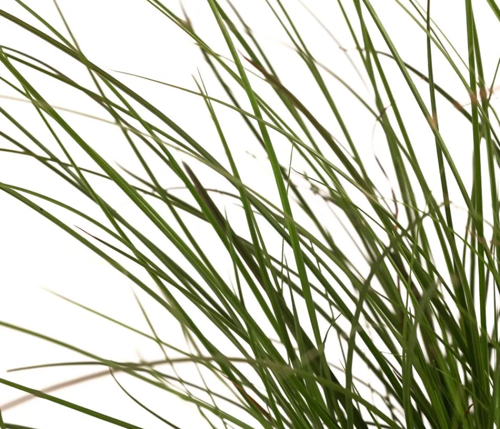 Dehner Gräser > Rote Garten-Segge 'Prairie Fire'