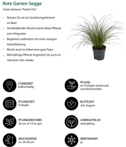 Dehner Gräser > Rote Garten-Segge 'Prairie Fire'