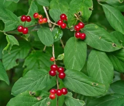 Dehner Natura Premium Laubgehölze|Heckenpflanzen - Rote Heckenkirsche Weiß