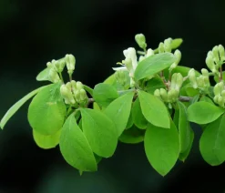 Dehner Natura Premium Laubgehölze|Heckenpflanzen - Rote Heckenkirsche Weiß