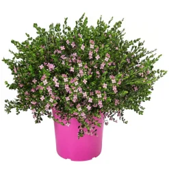 Dehner Rote Korallenraute Rosa Best
