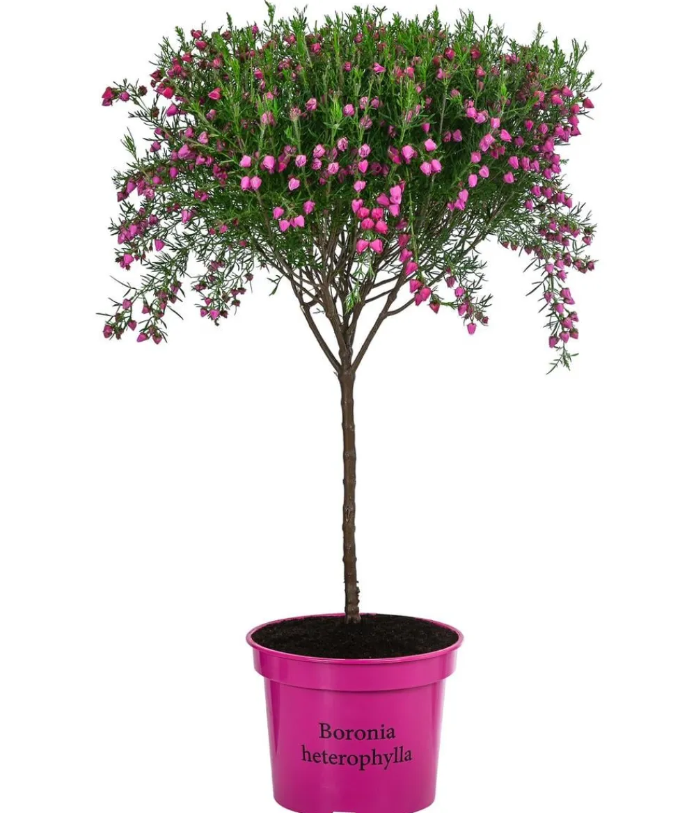 Dehner Terrassenpflanzen - Rote Korallenraute, Stämmchen Pink