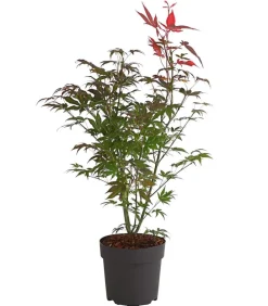 Dehner Laubgehölze > er Fächerahorn 'Atropurpureum'