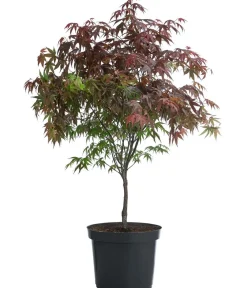 Dehner Laubgehölze > er Fächerahorn 'Atropurpureum'