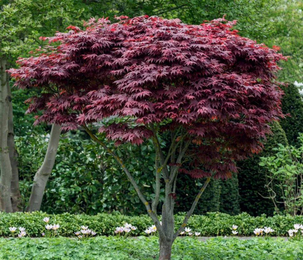 Dehner er Fächerahorn 'Atropurpureum' Rot Clearance