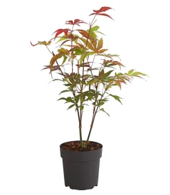 Dehner Laubgehölze - Roter Fächerahorn 'Atropurpureum'