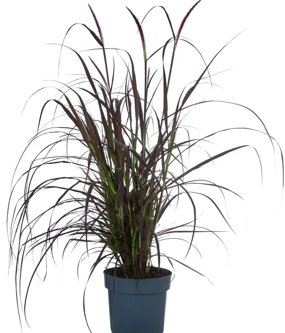 Dehner Gräser > Rotes Lampenputzergras 'Summer Samba'