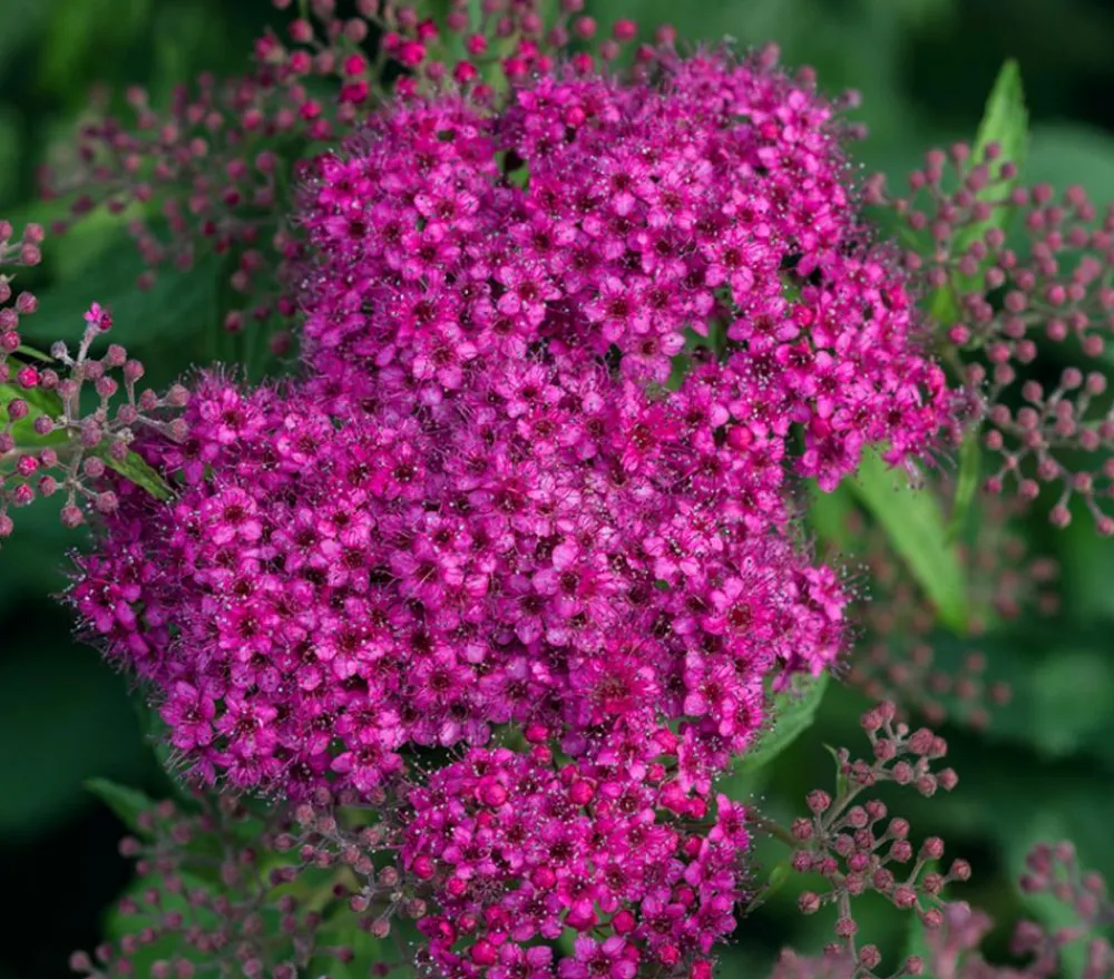 Dehner Laubgehölze|Heckenpflanzen > Rote Sommerspiere 'Anthony Waterer'