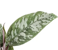 Dehner Raritäten|Grünpflanzen > Rotes Schwert - Apoballis acuminatissima