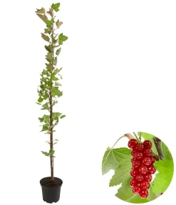 Dehner e Säulenjohannisbeere Rot Clearance