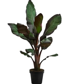 Dehner Terrassenpflanzen > Rote Zierbanane 'Maurelii'