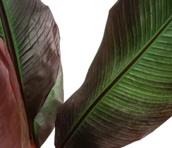 Dehner Terrassenpflanzen > Rote Zierbanane 'Maurelii'