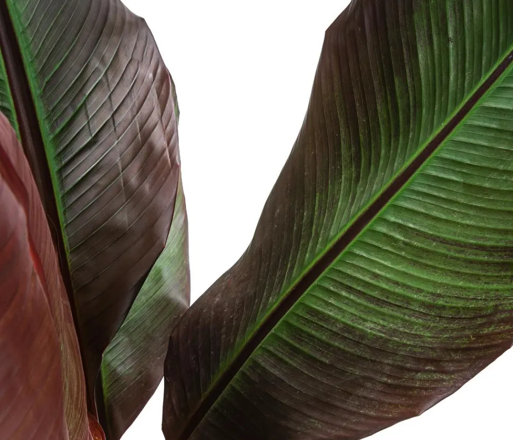Dehner Terrassenpflanzen > Rote Zierbanane 'Maurelii'