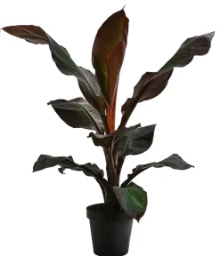Dehner Rote Zierbanane 'Maurelii'