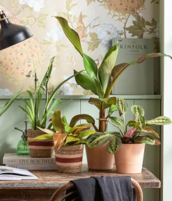 Dehner Terrassenpflanzen - Rote Zierbanane 'Maurelii'