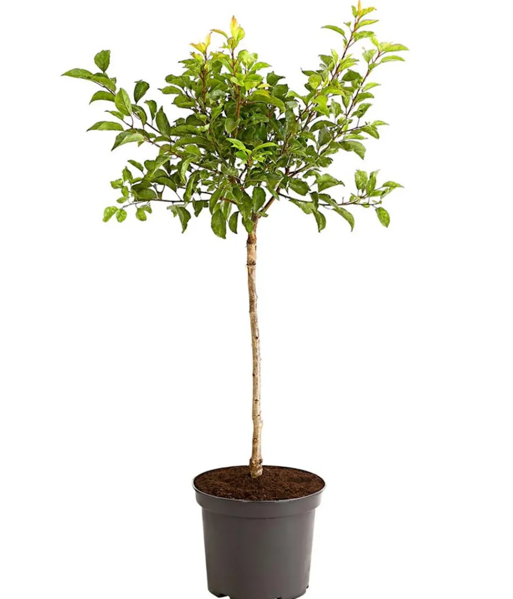 fleischige Aprikose 'Violet' Rot Outlet