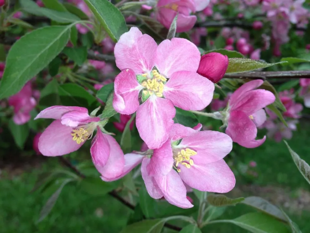 Dehner Obstbäume|Birnen- & Apfelbäume - fleischiger Apfel 'Baya Marisa' Rot