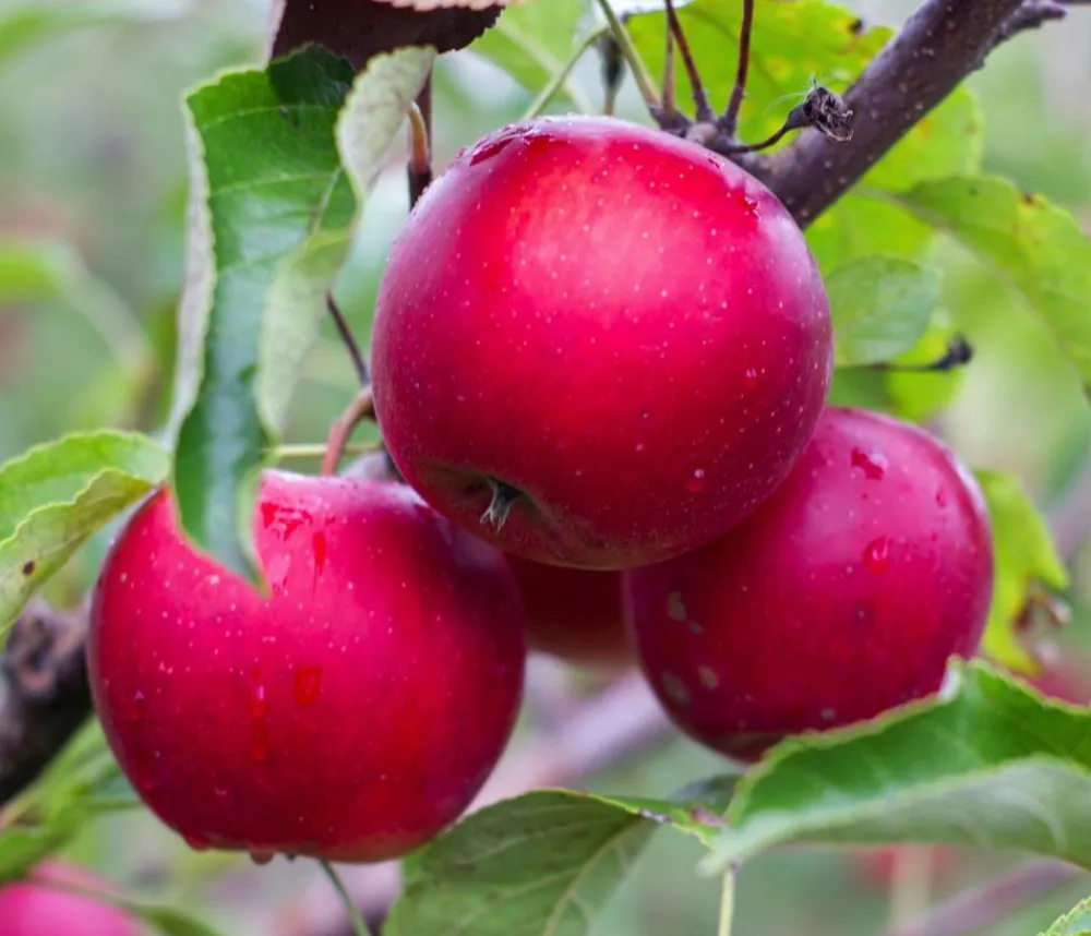 Dehner Obstbäume|Birnen- & Apfelbäume - fleischiger Apfel 'Baya Marisa' Rot