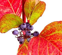 Dehner holziger Hartriegel 'Sibirica' Sale